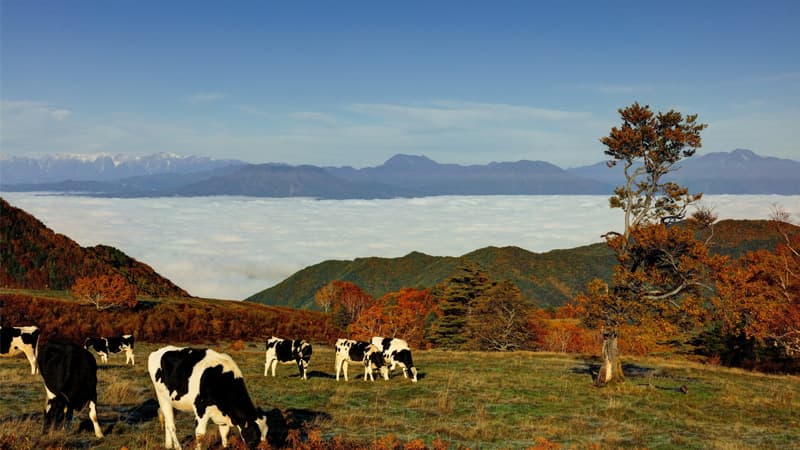 山田牧場